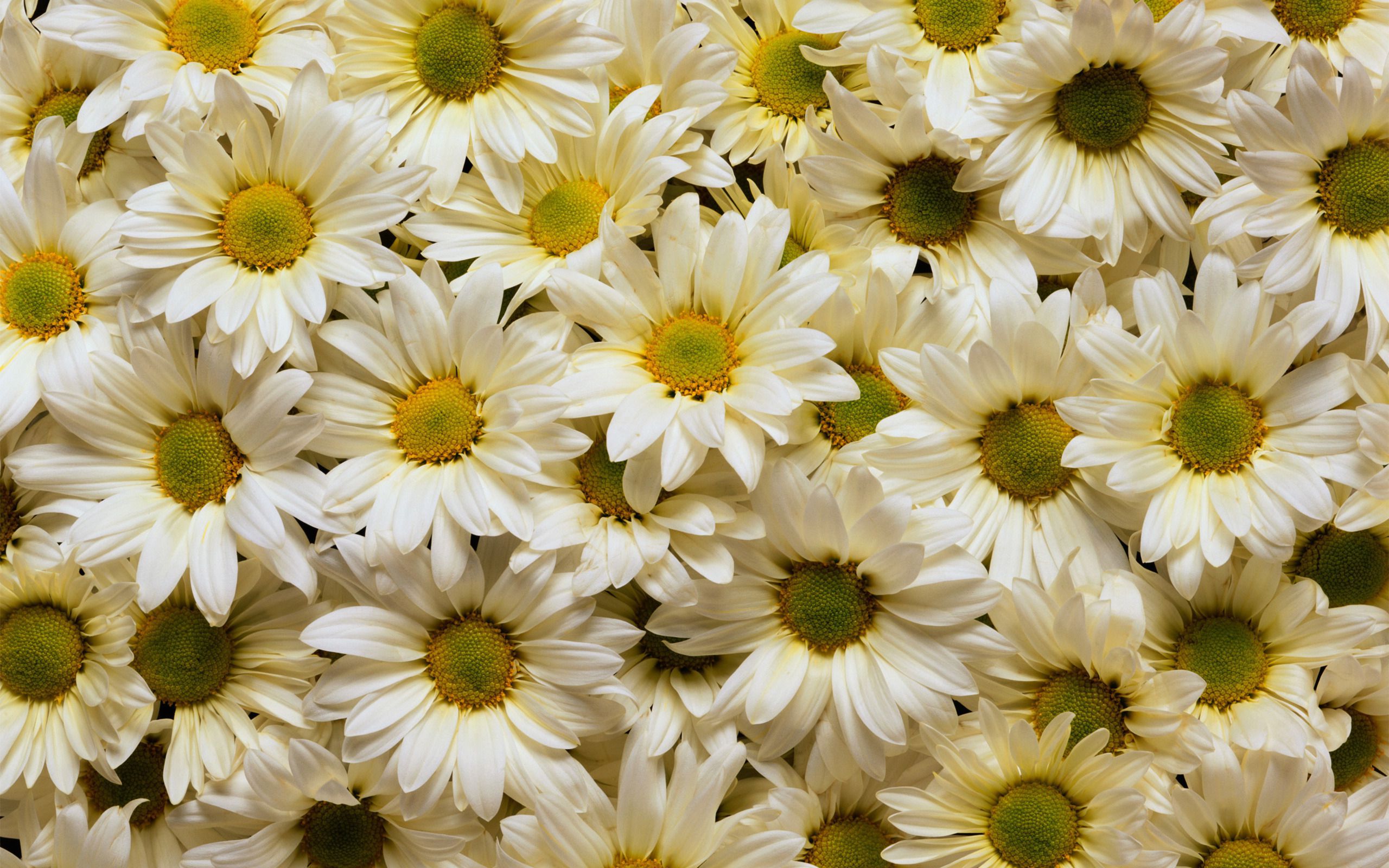 beautiful  white  daisies  desktop  background  wallpaper free